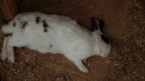 Conejo Rabbit Está Durmiendo — Vídeo de stock