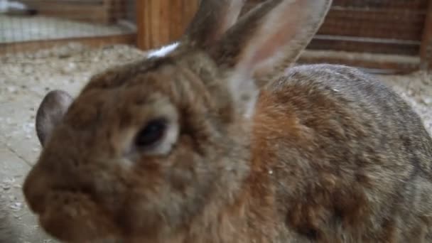Lapin. Le lapin dort 