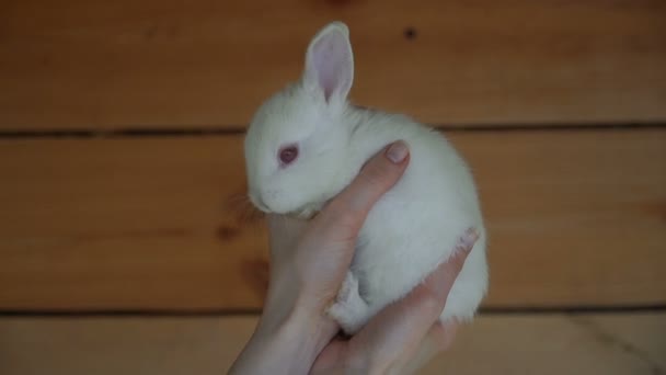 Beyaz Tavşan Beyaz Bir Tavşan Holding Eller — Stok video