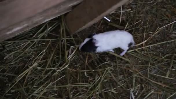 Cavia Familie Van Cavia — Stockvideo