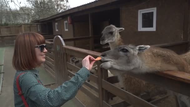 Zoo. Fille nourrit les animaux avec les mains 