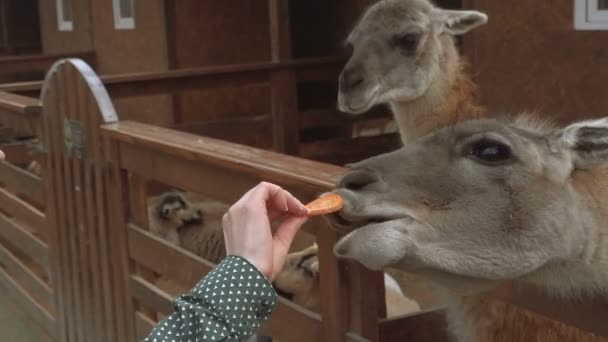 Zoo. Fille nourrit les animaux avec les mains 