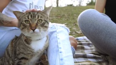 Kedi ve köpek. Yorkshire korkunç kedi yanında oturur