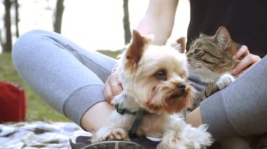 Kedi ve köpek. Yorkshire korkunç kedi yanında oturur