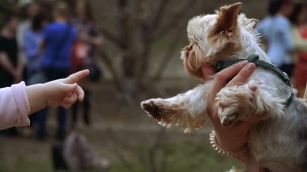 ヨークシャー テリア 赤ちゃんの手に触れた犬 — ストック動画