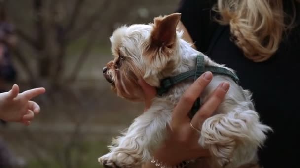 Yorkshire Terrier Die Hand Des Babys Berührte Den Hund — Stockvideo