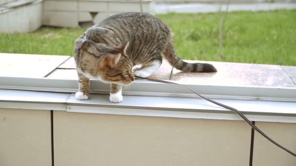 Gato Com Uma Trela Gato Está Andando Sobre Uma Trela — Vídeo de Stock