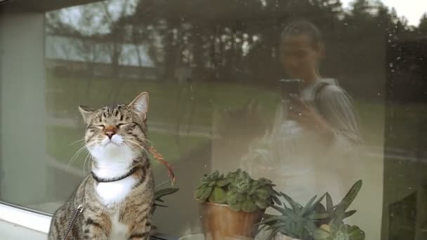 Кіт Повідку Кіт Ходить Повідку — стокове відео