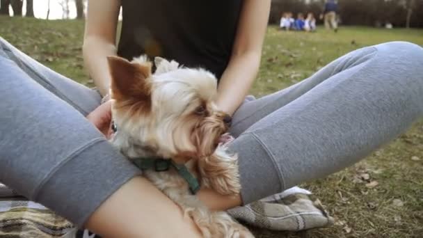 Kot Pies Yorkshire Terrier Siedzi Obok Kota — Wideo stockowe