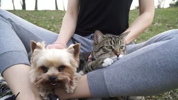 Kedi Köpek Yorkshire Korkunç Kedi Yanında Oturur — Stok video