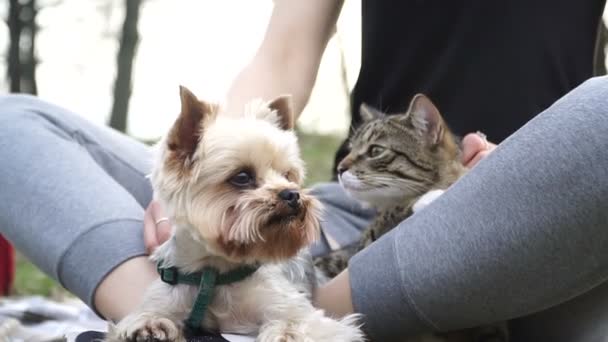 猫と犬 ヨークシャー テリアは 猫の隣に座っています — ストック動画