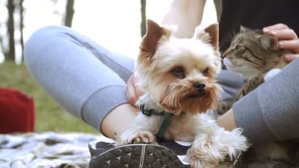 猫と犬 ヨークシャー テリアは 猫の隣に座っています — ストック動画