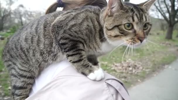ひもに猫 女の子は彼女の肩に座っている猫を歩き — ストック動画