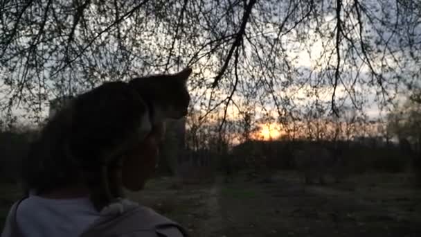 Gatto Guinzaglio Una Ragazza Cammina Con Gatto Che Siede Sulla — Video Stock