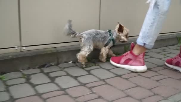 Yorkshire Terrier Cane Sta Correndo Dietro All Amante — Video Stock