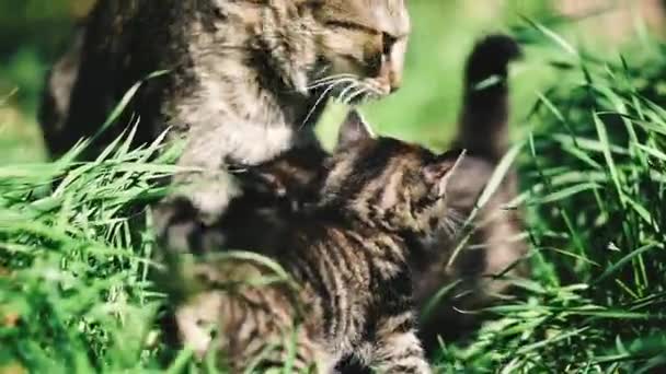 Kedi Kedi Yavruları Kedi Kediler Yeşil Çimlerde Uzanıp Oynuyorlar — Stok video