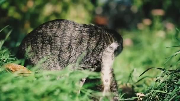 Cat Kittens Cat Kittens Lying Green Lawn Play — Stock Video