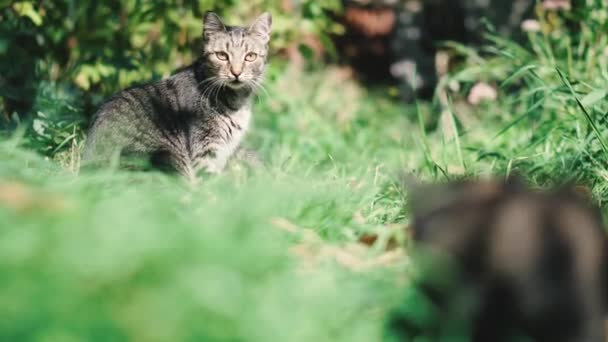 Gatos Gatos Gato Gatinhos Estão Deitados Gramado Verde Brincam — Vídeo de Stock