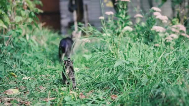 Kočka Koťata Kočka Koťata Leží Zeleném Trávníku Hrají — Stock video