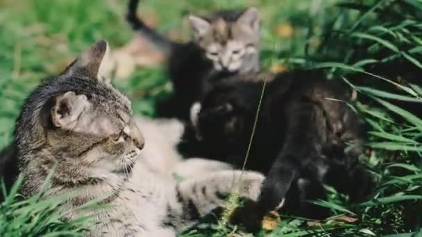 Gatos Gatos Gato Gatinhos Estão Deitados Gramado Verde Brincam — Vídeo de Stock