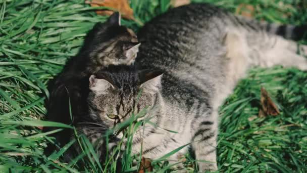 Γάτα Και Γατάκια Γάτα Και Γατάκια Είναι Ξαπλωμένα Στο Πράσινο — Αρχείο Βίντεο
