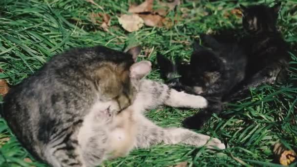 Gatos Gatos Gato Gatinhos Estão Deitados Gramado Verde Brincam — Vídeo de Stock
