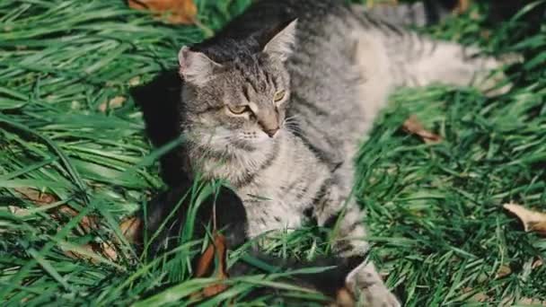 Gatto Gattini Gatto Gattini Sono Sdraiati Sul Prato Verde Giocano — Video Stock