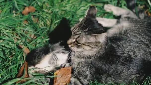 Kočka Koťata Kočka Koťata Leží Zeleném Trávníku Hrají — Stock video