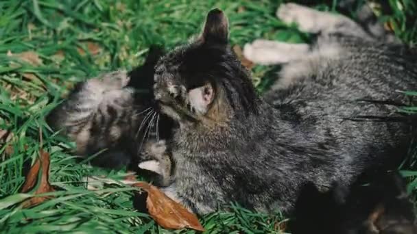 猫と子猫 猫と子猫は緑の芝生に横になって遊んでいます — ストック動画