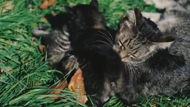 Gatos Gatos Gato Gatinhos Estão Deitados Gramado Verde Brincam — Vídeo de Stock