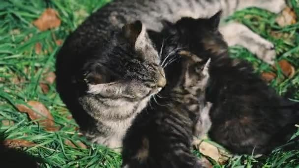 猫と子猫 猫と子猫は緑の芝生に横になって遊んでいます — ストック動画