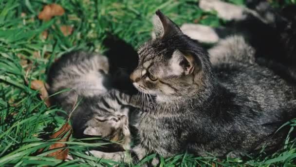 Gatto Gattini Gatto Gattini Sono Sdraiati Sul Prato Verde Giocano — Video Stock