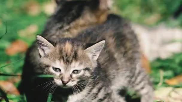 Gatto Gattini Gatto Gattini Sono Sdraiati Sul Prato Verde Giocano — Video Stock