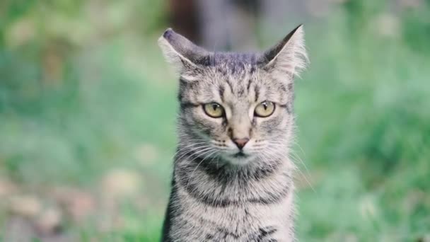 Retrato Gato Gato Vira Cabeça Direções Diferentes — Vídeo de Stock