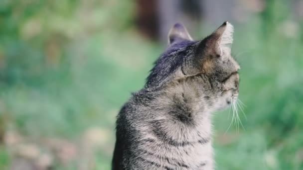 Potret Seekor Kucing Kucing Itu Memutar Kepalanya Arah Yang Berbeda — Stok Video