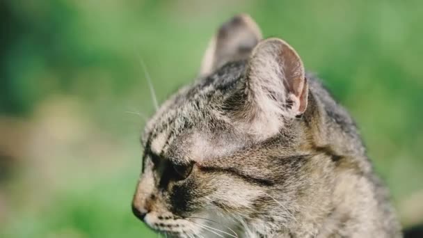 Portrait d'un chat. Le chat tourne la tête dans différentes directions .