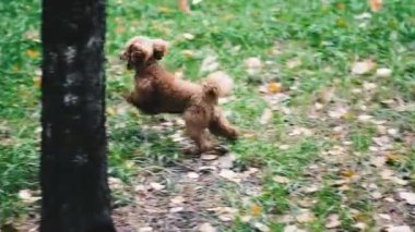 Köpek cins kaniş. Köpek hızla parkta koşar. Genel plan.