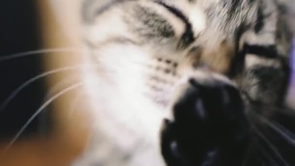 猫用爪子洗脸 — 图库视频影像