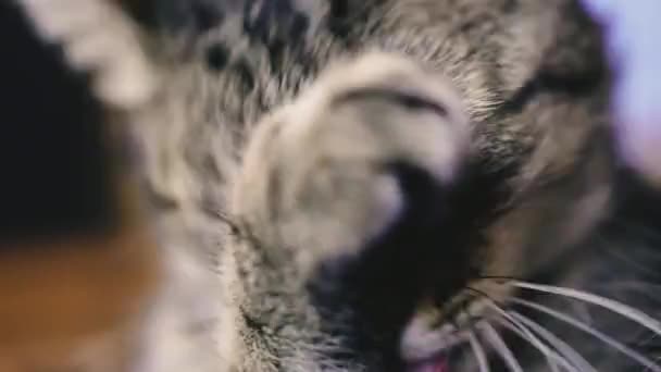 Kedi Pençesiyle Yüzünü Yıkıyor — Stok video