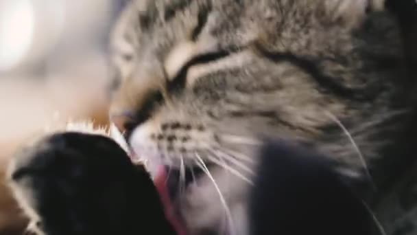 Chat se lavant le visage avec sa patte 