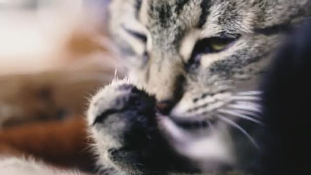 Gato Lavándose Cara Con Pata — Vídeos de Stock