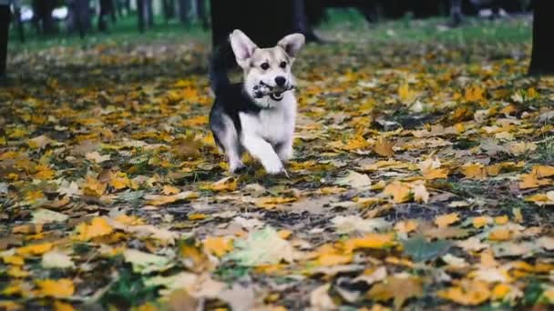犬の品種ウェールズのKorg 犬は秋の公園を走る — ストック動画