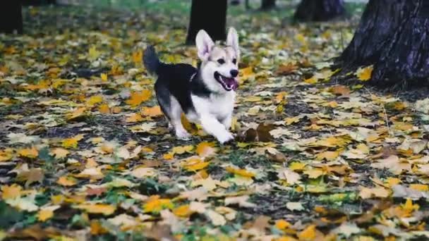 Pies Hoduje Welsh Korg Pies Biegnie Przez Jesienny Park — Wideo stockowe
