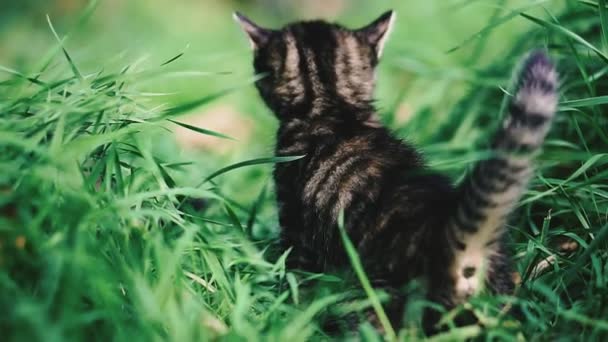 Little Kittens Little Kittens Run Green Grass — Stockvideo