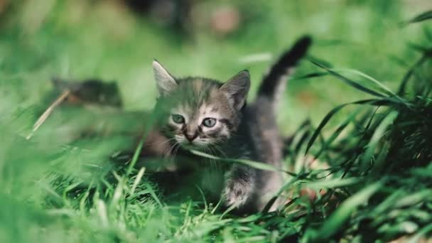 Kleine Katjes Kleine Kittens Rennen Het Groene Gras — Stockvideo