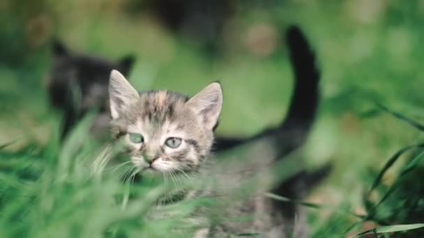 Pequeños Gatitos Pequeños Gatitos Corren Sobre Hierba Verde — Vídeos de Stock