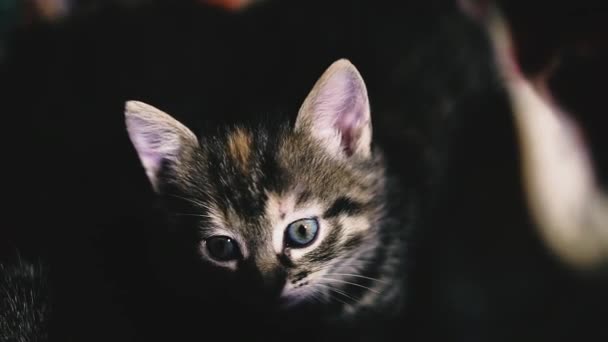 Portrait Little Kitten Black Background — Stockvideo