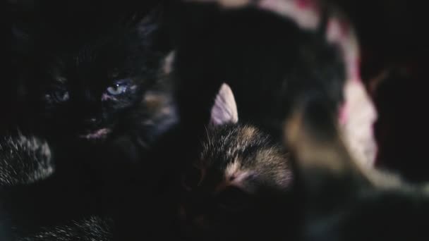 Porträt Eines Kleinen Kätzchens Auf Schwarzem Hintergrund — Stockvideo
