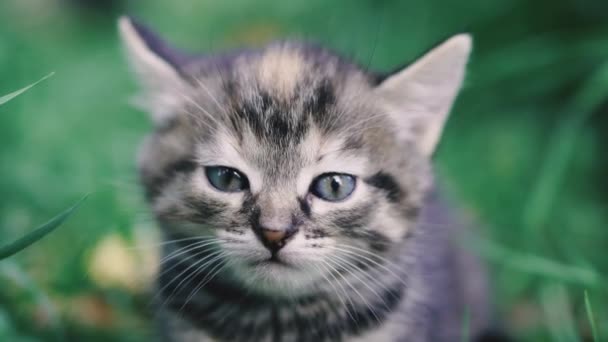 Kleine Kätzchen Kleine Kätzchen Rennen Über Das Grüne Gras — Stockvideo