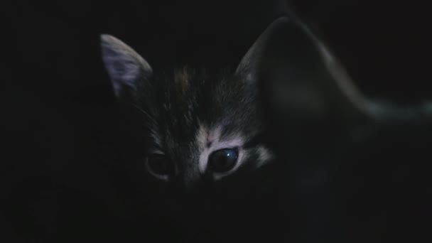 Portrait Little Kitten Black Background — Stockvideo